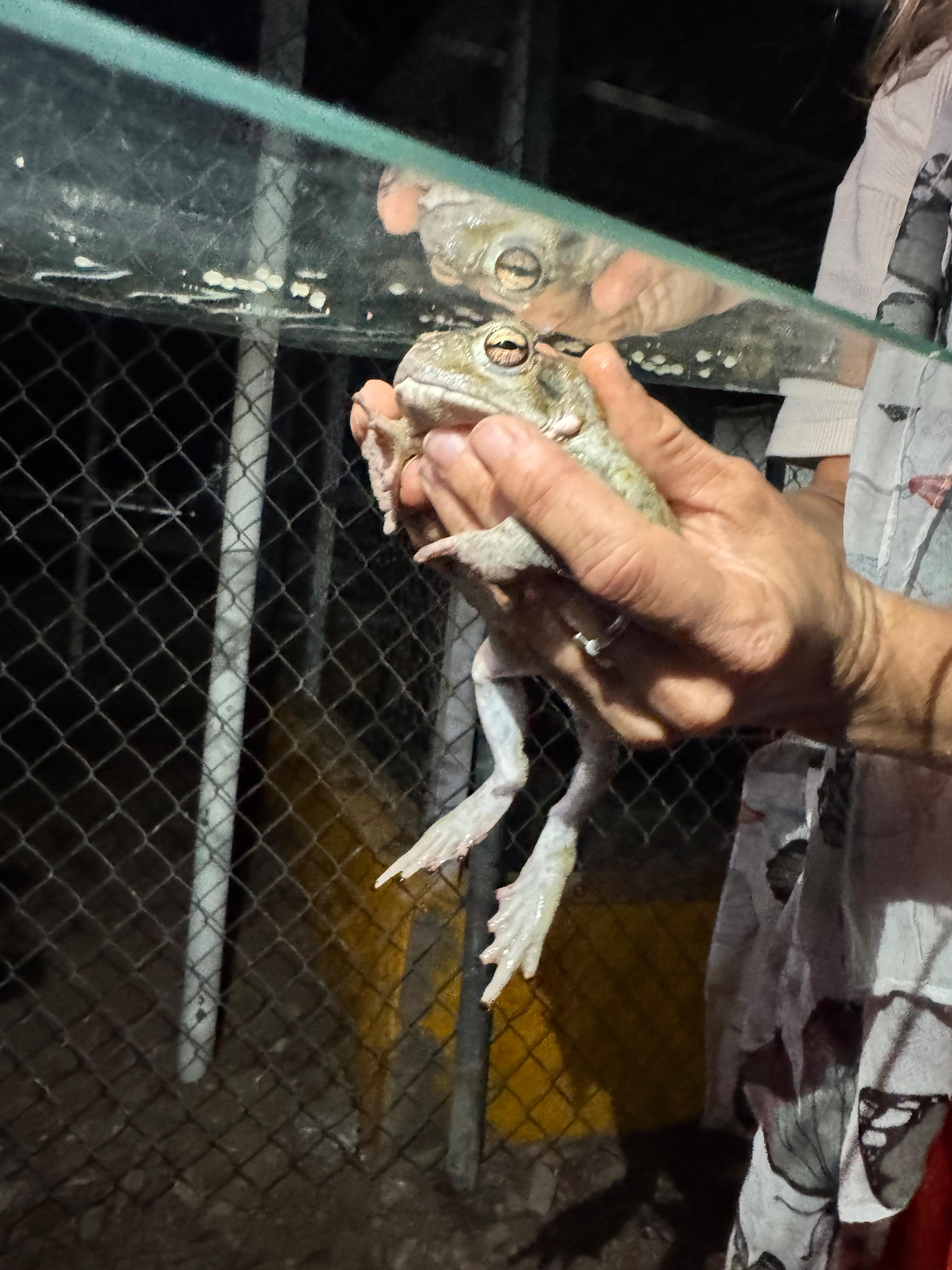 Meeting Bufo during the collection