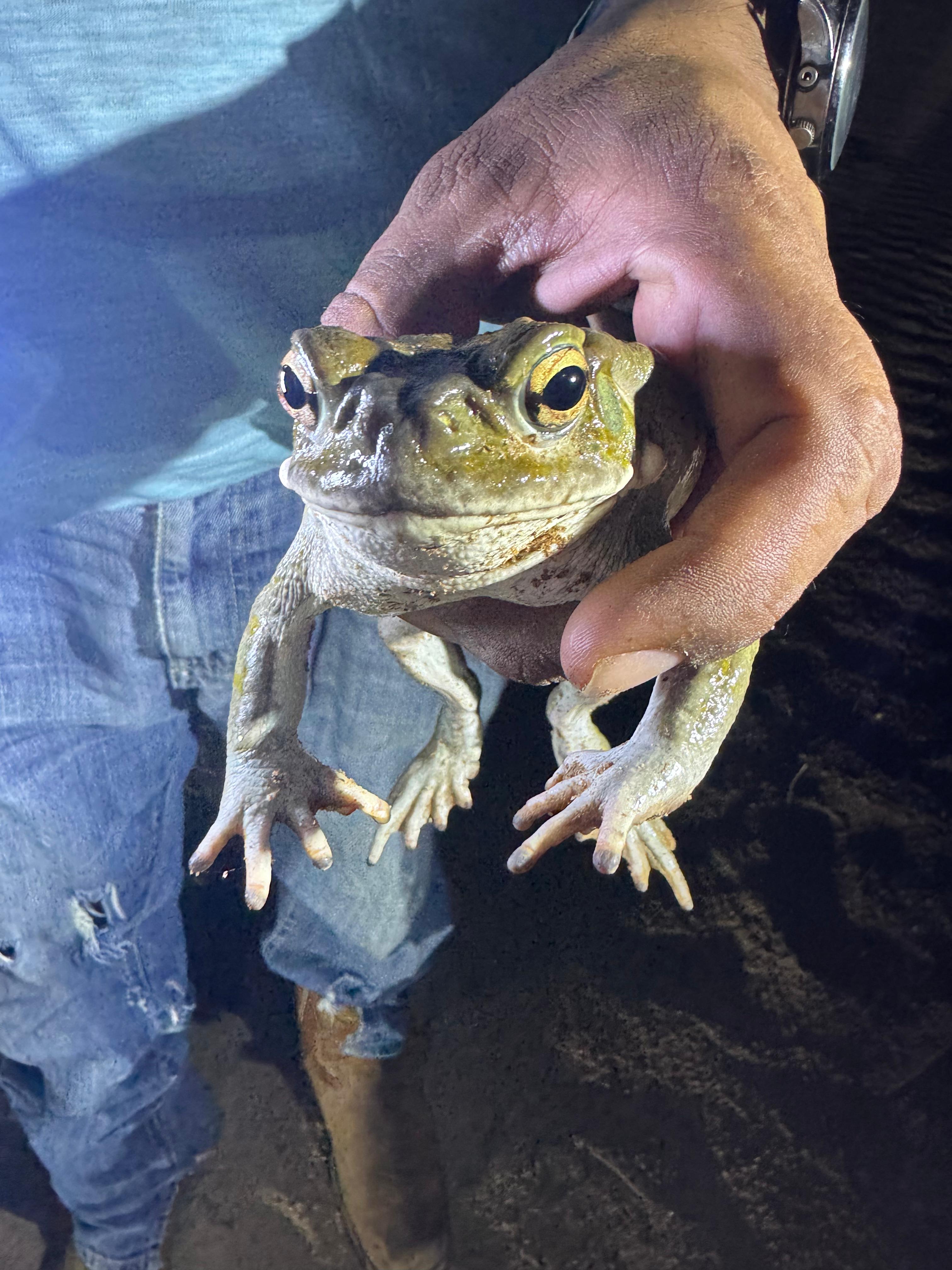 Bufo (Otac) up close