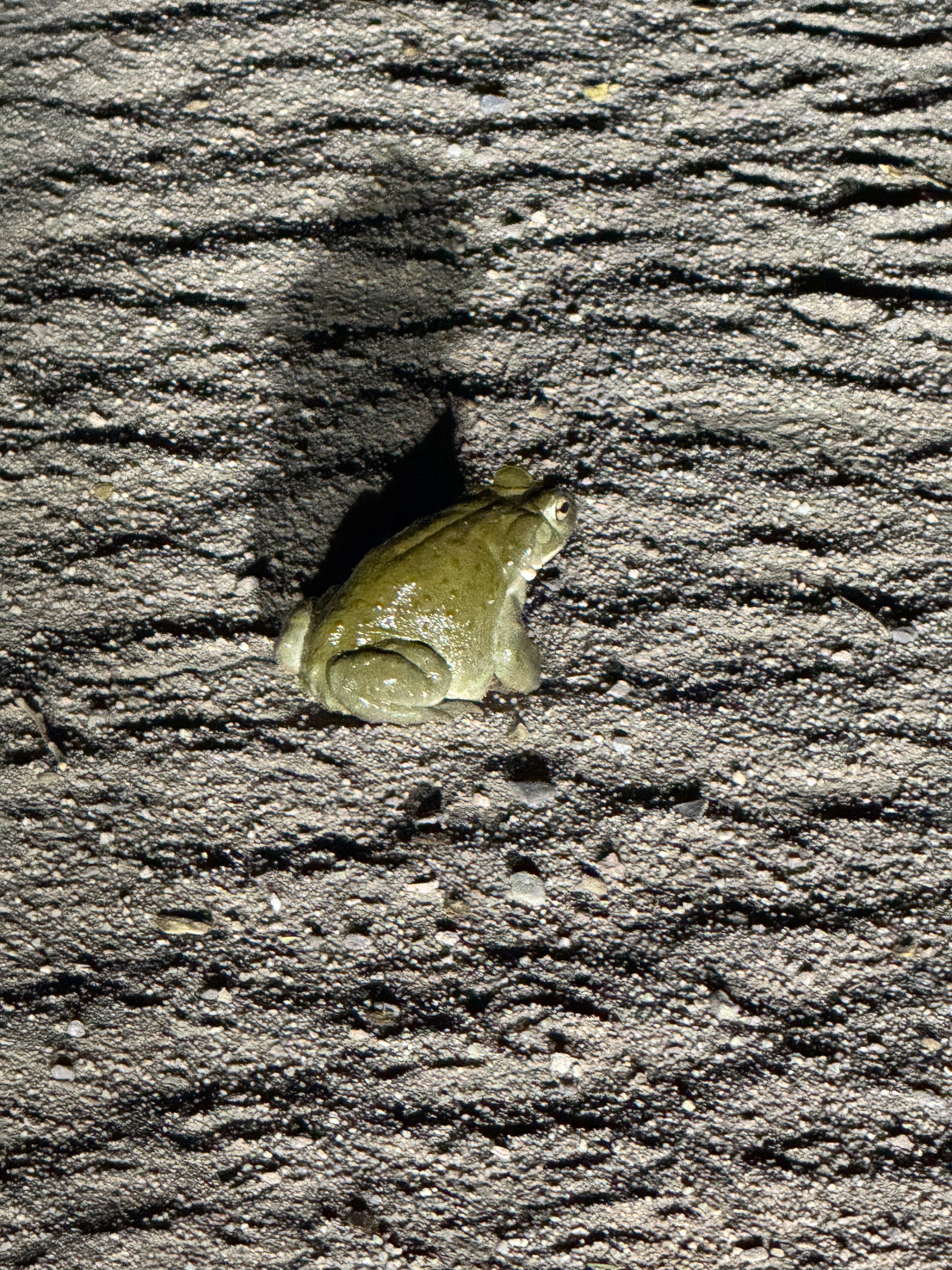 The toad on the desert ground