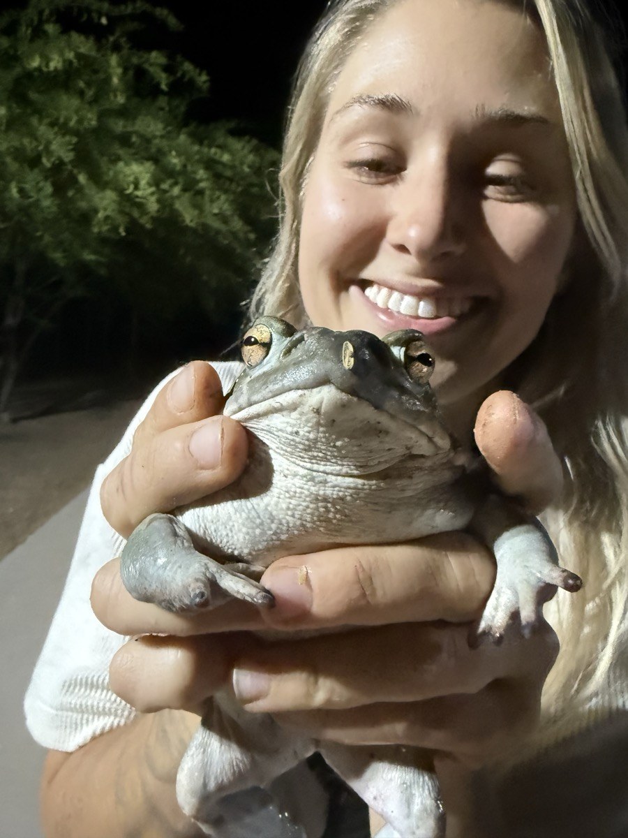 Holding a Sonoran Desert toad (Bufo)