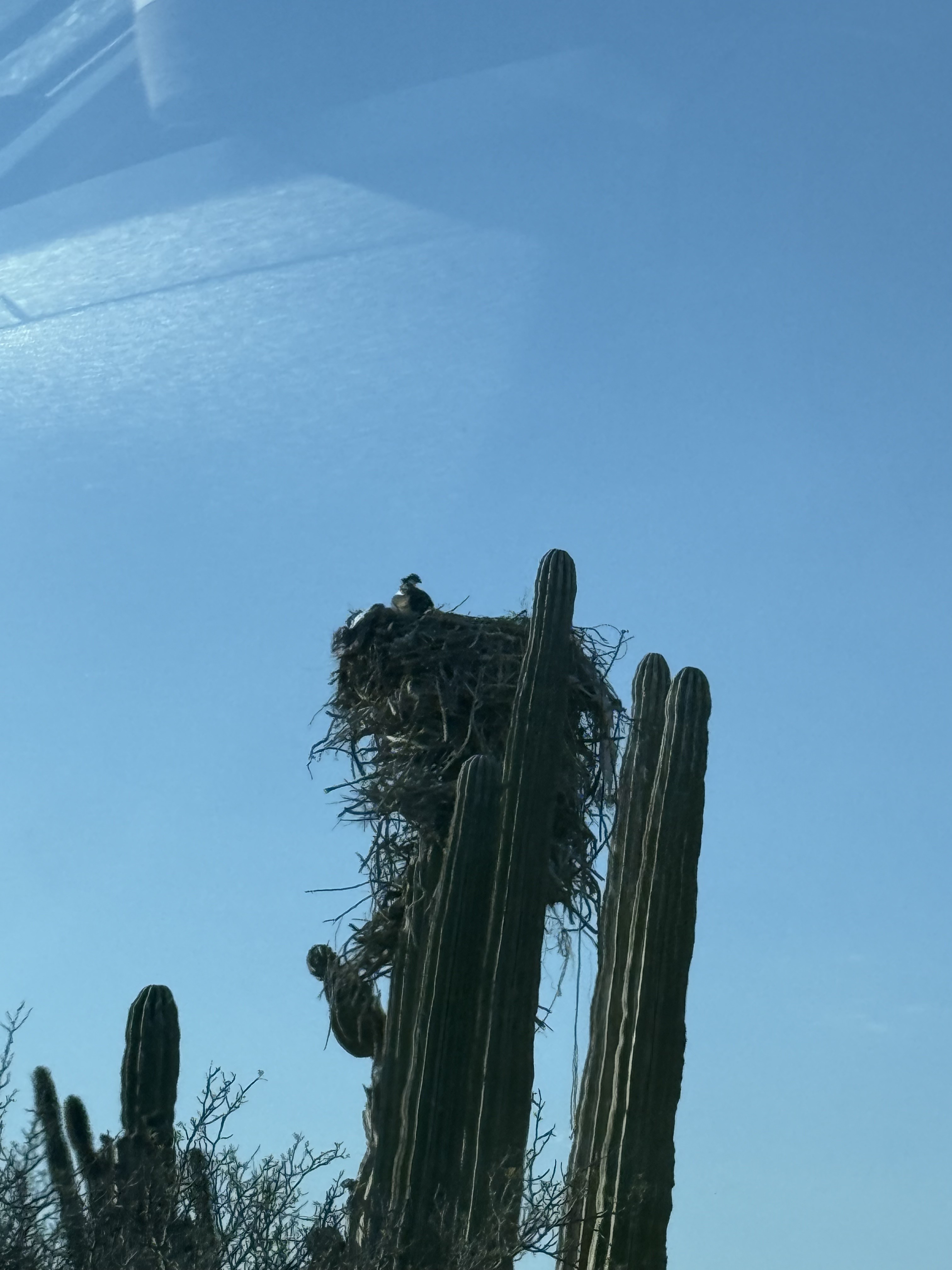 A bird nest atop a saguaro against the desert sky